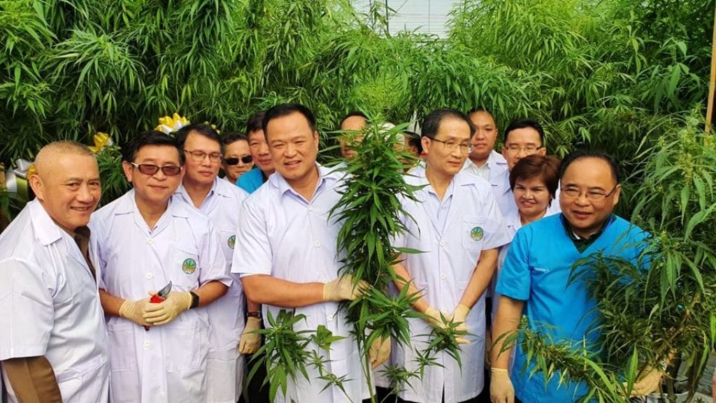 Thailand Akan Luncurkan Wisata Ganja Medis Pertama di ASEAN